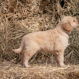 Golden Retriever and Old English Sheepdog Puppies from Saddle Rock Kennels