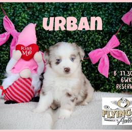 Urban - Red merle male Miniature Australian Shepherd puppy in Madisonville, Texas from Flying LL Aussies