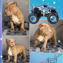 Meglaodon - Red American Bully puppy in El Paso, Texas from PaPaws Gotta Love It Kennels