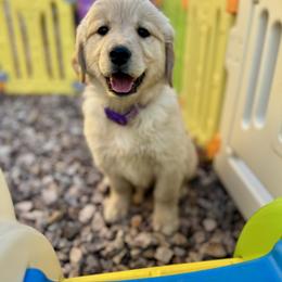 Barbie - Female - Golden female Golden Retriever puppy in Peoria, Arizona from Dani’s Dawgs