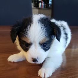 Papillon Puppies from SMK's Papillons