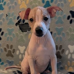 Rambutan - White, black sable red male American Hairless Terrier puppy in Phoenix, Arizona from Bare Valley