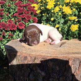 Girl 2 - female German Shorthaired Pointer puppy in Potosi, Wisconsin from Point and Flush Gun Dogs