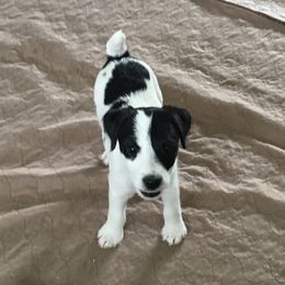 Jack Russell Terrier Puppies from Gem Dandy Jack Russell Terriers