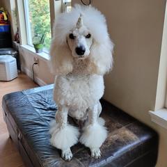 Heaven - Poodle