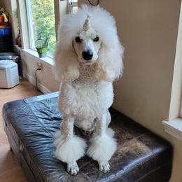Heaven - Poodle