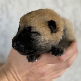 Duke - Liver German Shepherd puppy in Peoria, Arizona from Sunrise Shepherds