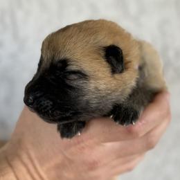 Duke - Liver German Shepherd puppy in Peoria, Arizona from Sunrise Shepherds