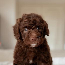 Katsu - Brown male Bernedoodle puppy in Maricopa, Arizona from Desert Ridge Doodles