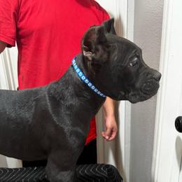 Blue Collar Male - Black male Cane Corso puppy in San Jacinto, California from Premium Cane Corso