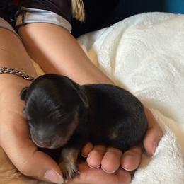 Arrax - Black tri-color male Australian Shepherd puppy in Kokomo, Indiana from North Central Aussies