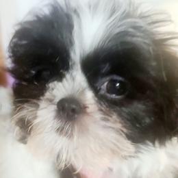 Girl 1 - Black and white female Shih Tzu puppy in Belleville, Michigan from Patricia's Heavenly Earth Angels