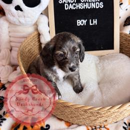McGee - Brindle male Dachshund puppy in Rosanky, Texas from Sandy Creek Miniature Dachshunds