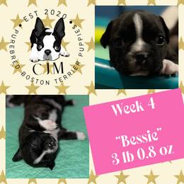 Bessie - Black brindle and white female Boston Terrier puppy in Jupiter, Florida from CJM Boston and Boxer Puppies