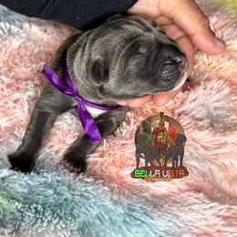 Girl 1 - Cane Corso puppy in Justin, Texas from Bella Vista Kennels