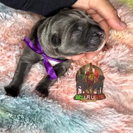 Girl 1 - Cane Corso puppy in Justin, Texas from Bella Vista Kennels