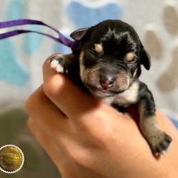 Molly - Black and silver female Miniature Schnauzer puppy in Frankford, Delaware from Miniature Schnauzers of Delmarva