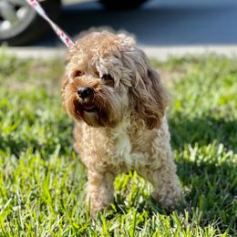 Jaylee - Cockapoo