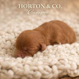 Petunia - Red female Cavapoo puppy in Theodore, Alabama from Horton & Co. Cavapoos