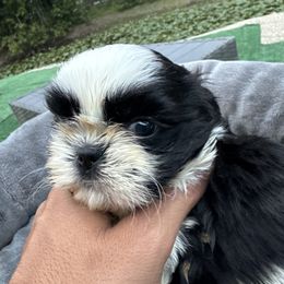 Panda Love - Black and white male Shih Tzu puppy in West Palm Beach, Florida from Must Be Love