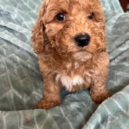 Lewis - Apricot male Goldendoodle puppy in Lowville, New York from Adirondack Labradoodles