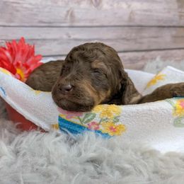 Rose - Sable female Poodle puppy in Mongomery, Texas from Celestial Jewels Poodles