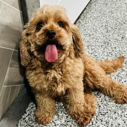 Peaches - Cavapoo