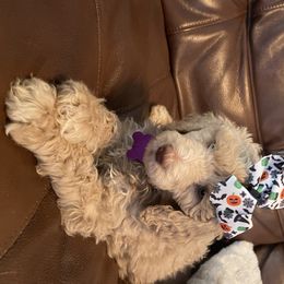 Poodle Puppies from Sooner State Standards