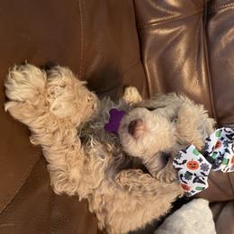 Poodle Puppies from Sooner State Standards