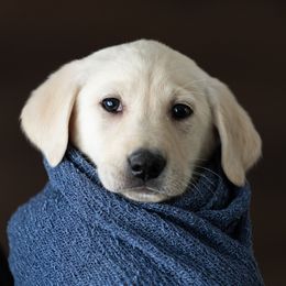 Tortellini - Labrador Retriever puppy in Compton, Illinois from Kickass Labradors