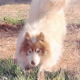 Haklo - Native American Indian Dog