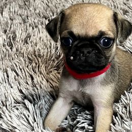Red Collar Boy - Pug puppy from Bear Mountain Farms