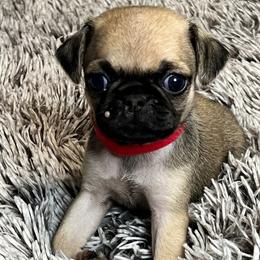 Red Collar Boy - Pug puppy from Bear Mountain Farms