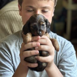 Jaymes Mansfield - Black and tan male Dachshund puppy in Florence County, South Carolina from Modern Family Standards