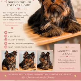 Penny Queens 2.9 pound - Black and gold female Yorkshire Terrier puppy in Cape Coral, Florida from Katherine’s Yorkies and Poodles