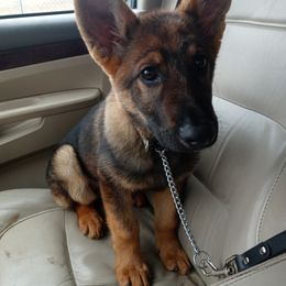 German Shepherd Puppies from Rammstein Kennels