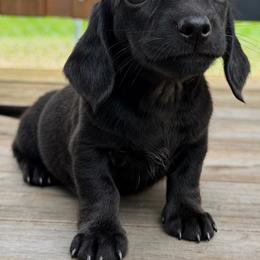 Lilo - Black female Dachshund puppy in Greenup, Kentucky from Tygart Creek Dachshunds