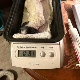Yin - Piebald female Dachshund puppy in Irving, Texas from DFW Dachshunds by G & S