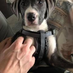 Mountain Cur Puppies from Walnut Ridge Mountain Curs