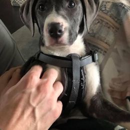 Mountain Cur Puppies from Walnut Ridge Mountain Curs