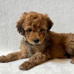 Boy 2 - Red  male Goldendoodle puppy in Valley Farms, Arizona from Gall’s Doodle Ranch