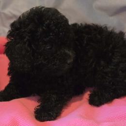 Girl 2 - Black female Poodle puppy in North Augusta, South Carolina from Tiny Paws Luxury Pets