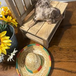 Arlo - Dapple male Dachshund puppy in Dawson, Alabama from Bells Dashing Dachshunds