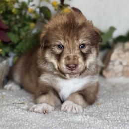 Boy 1 - male Native American Indian Dog puppy in Granby, Colorado from Turtle Island NAIDs