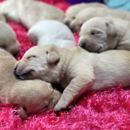 Labrador Retriever Puppies from Luvable AZ Labs
