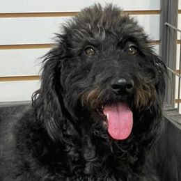 Labradoodles from Seven Springs Doodles