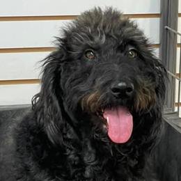 Labradoodles from Seven Springs Doodles