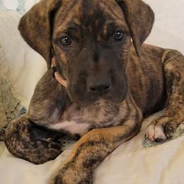 Girl 2 - female Great Dane puppy in Turon, Kansas from RCM Great Danes