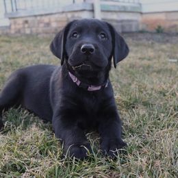 Labrador Retriever Puppies from Rocky Creek Labs