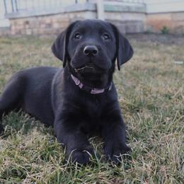 Labrador Retriever Puppies from Rocky Creek Labs